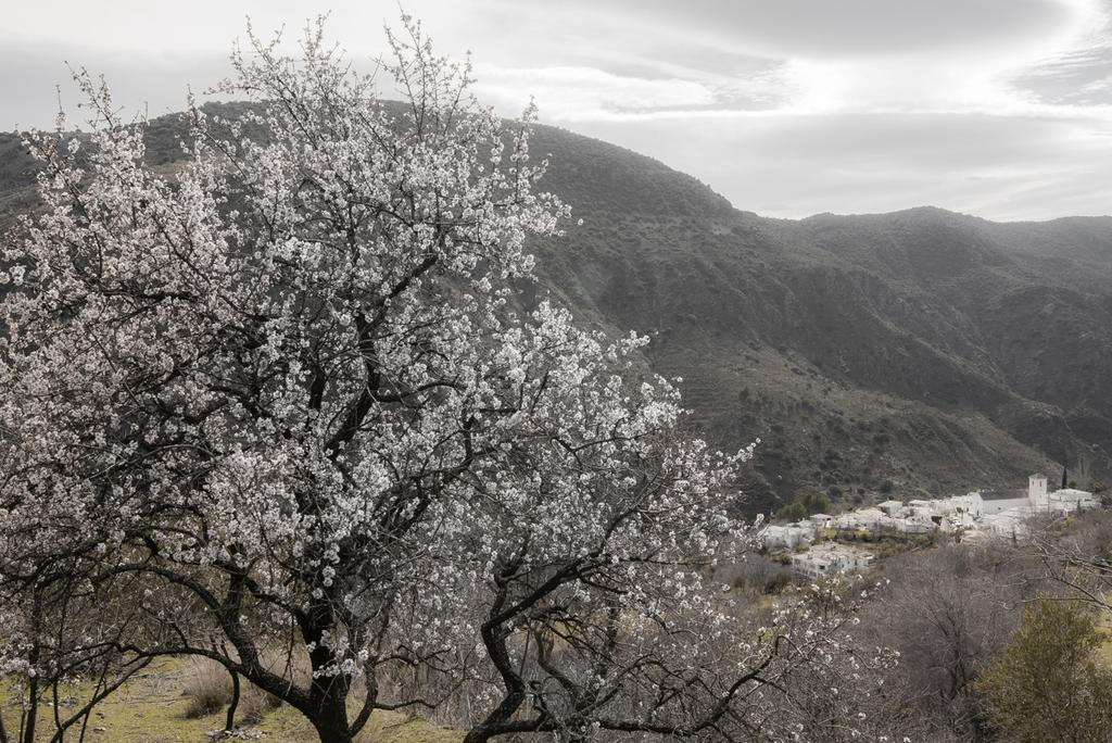 Cortijo La Vinuela Vila Atalbeitar Exterior foto